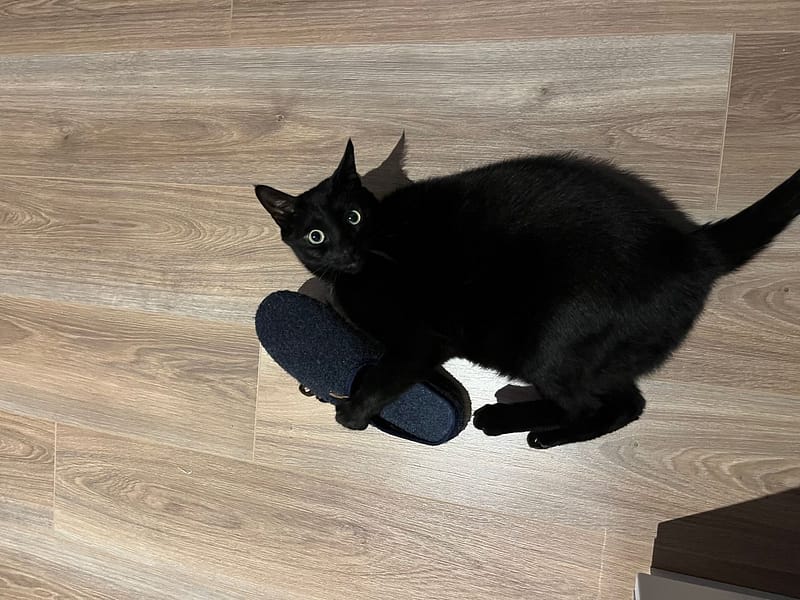 小喬米寵物美容