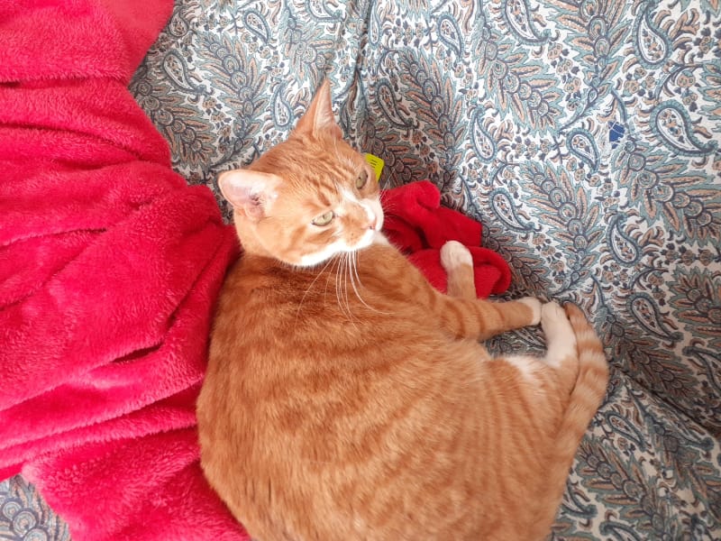 小短腿寵物美容院