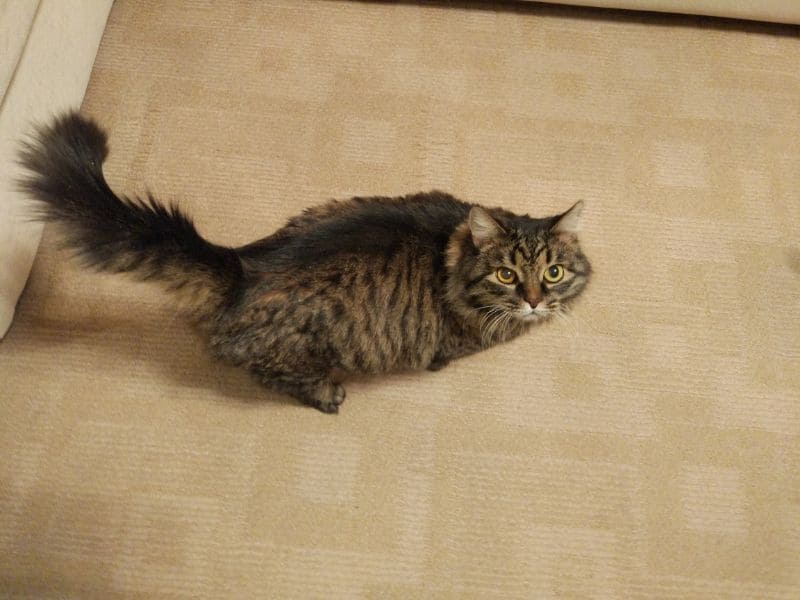 布居寵物生活別館