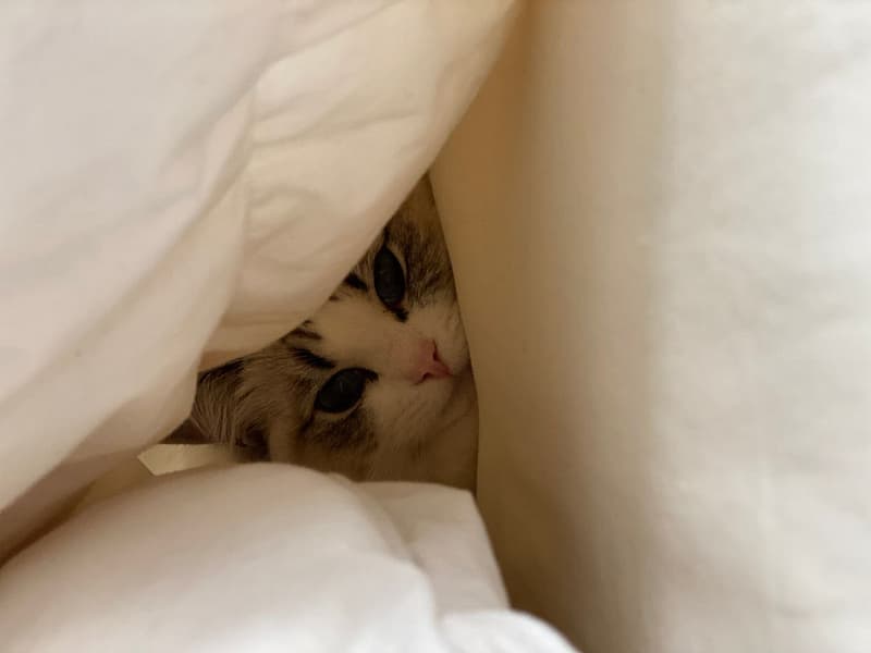 愛麗絲寵物生活館