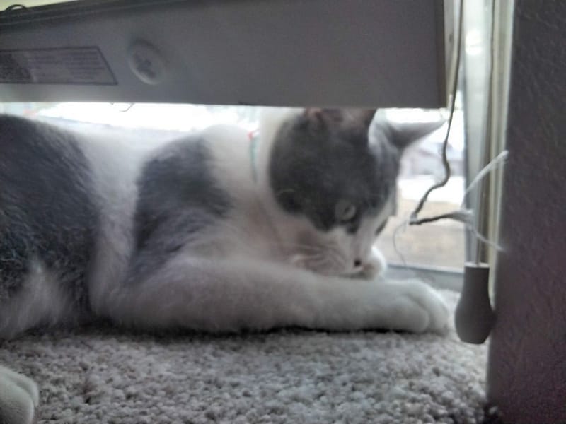 拾柒皇家藍英短貓舍