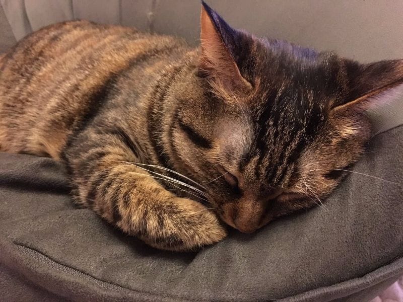 捷捷寶鬆獅犬舍