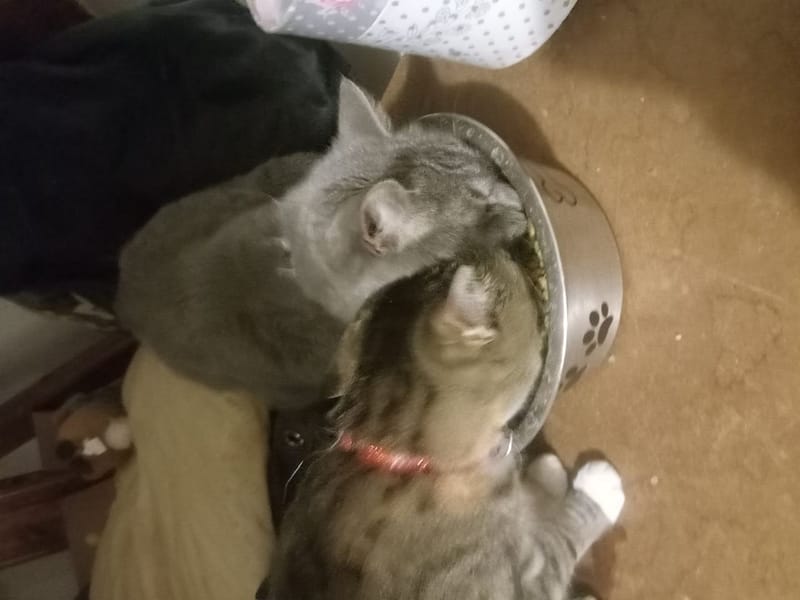 搖尾巴寵物美容館