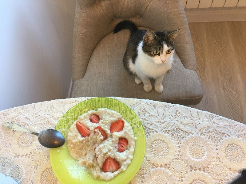 撸貓肚貓舍