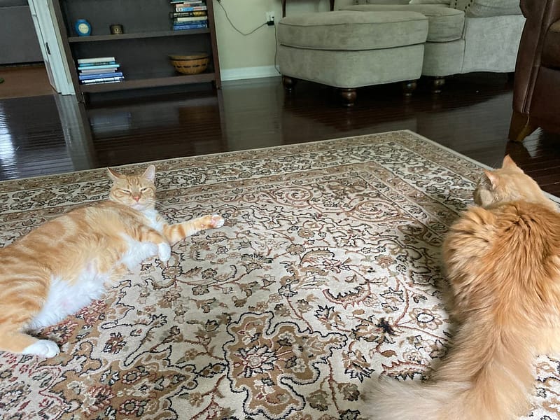 撼寶寶寵物新生活館