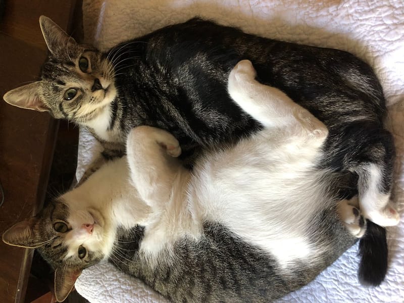 新福愛犬美容屋