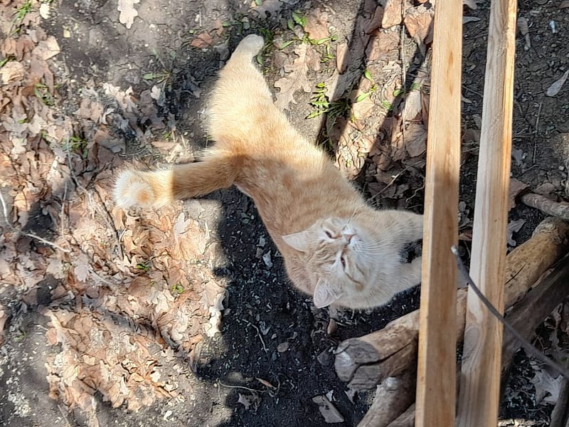 日光森林寵物旅館