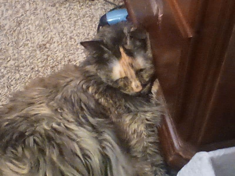 旺太郎寵物沙龍