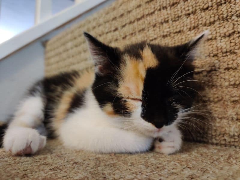 旺將寵物精品沙龍店