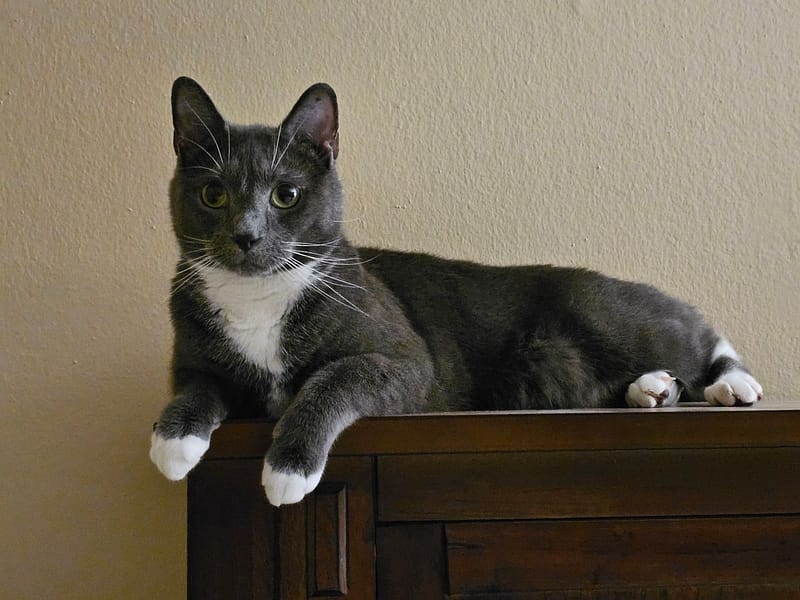 東森寵物雲股份有限公司小港桂陽分公司