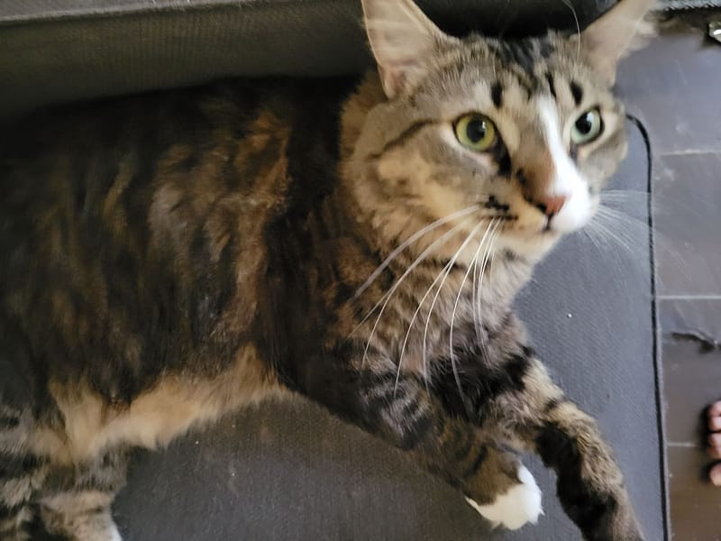 東森寵物雲股份有限公司彰化鹿港分公司