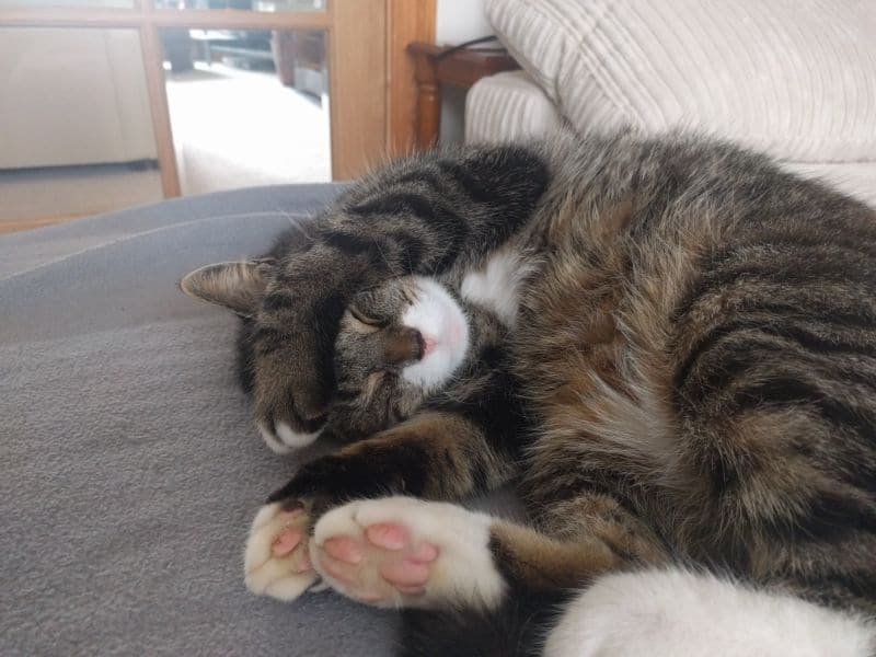 東森寵物雲股份有限公司新竹經國分公司