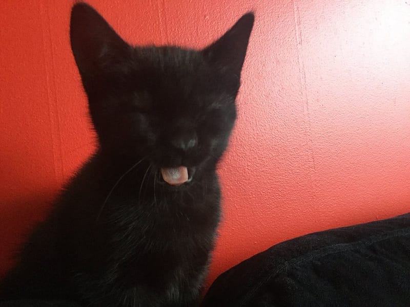 東森寵物雲股份有限公司楠梓後昌分公司