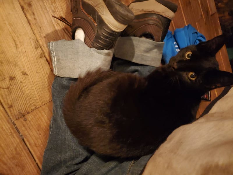 東森寵物雲股份有限公司苓雅大順分公司