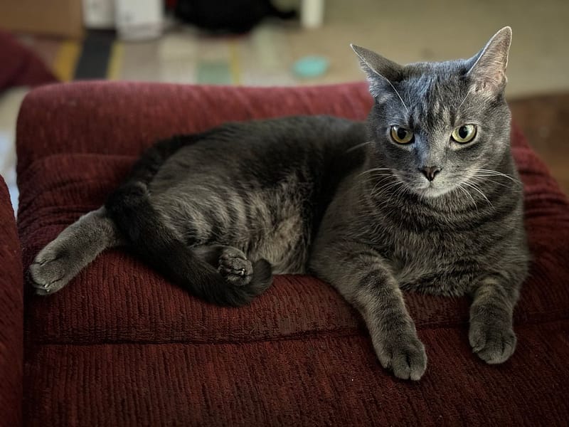 東森寵物雲股份有限公司麻豆興中分公司