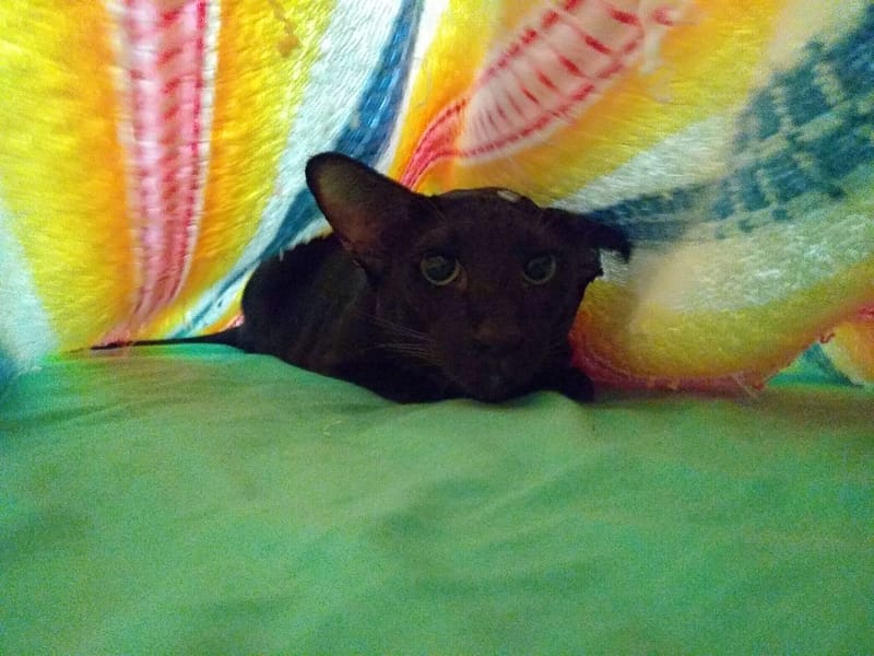 樂曖貓狗生活館