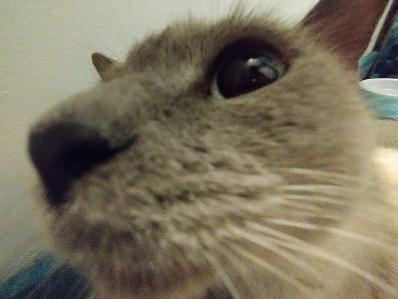 樂芙倪精品寵物旅館