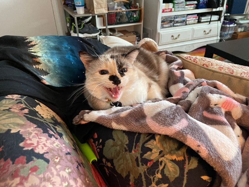 樂芙幼犬寵物犬舍