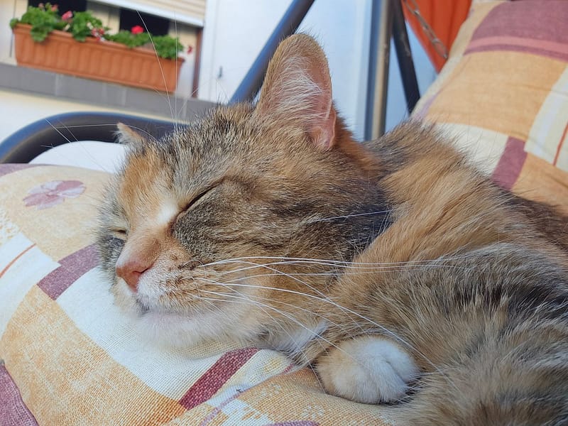 毛小窩寵物生活館