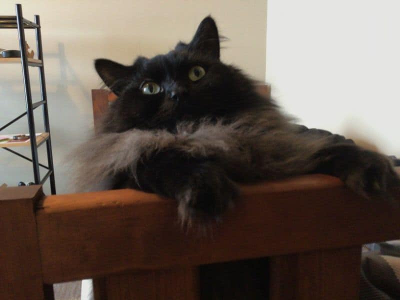 毛絨絨寵物澡堂