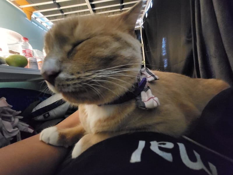 水喬寵物美容造型