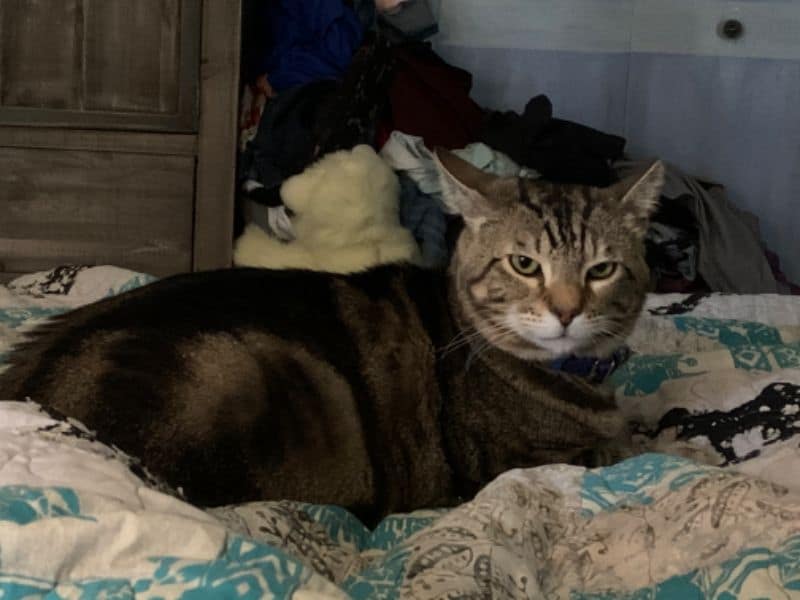 永碩寵物企業社