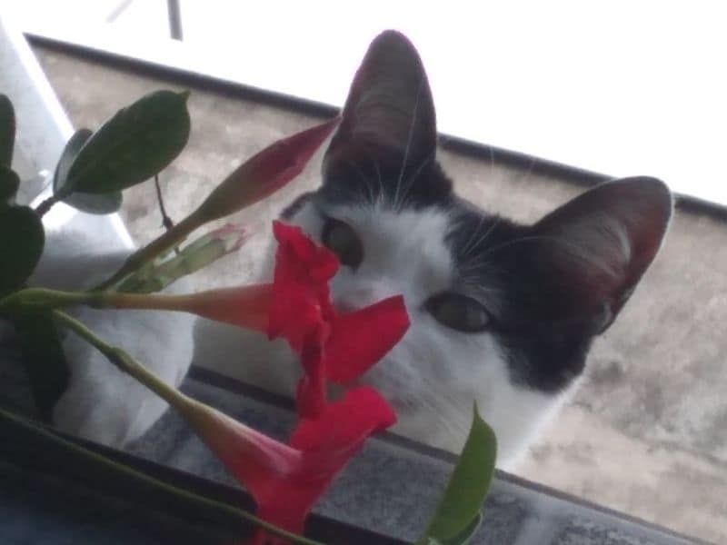 汪汪保衛隊寵物坊