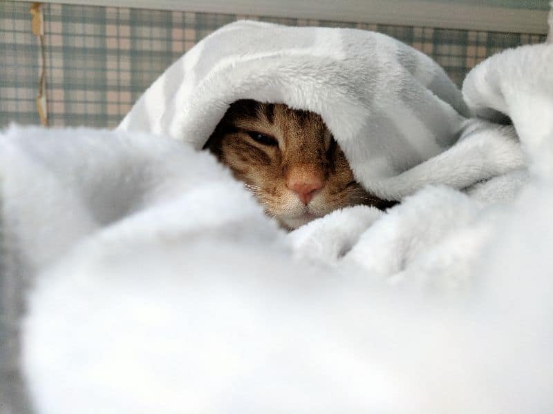 法鬥莫拉克家族犬舍