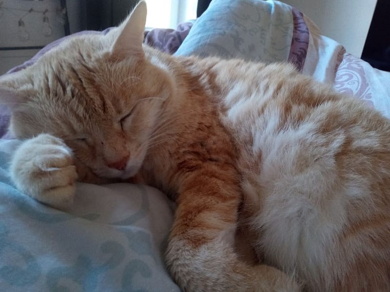 泡泡沐寵物沙龍旅館