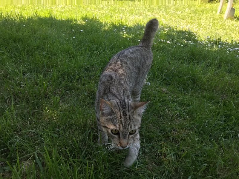 波米屋寵物旅館