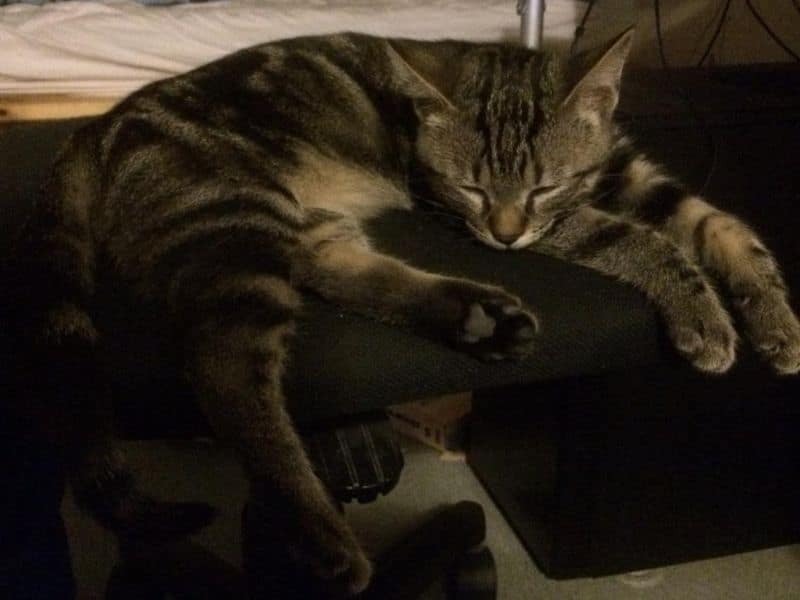 派滋威寵物沙龍