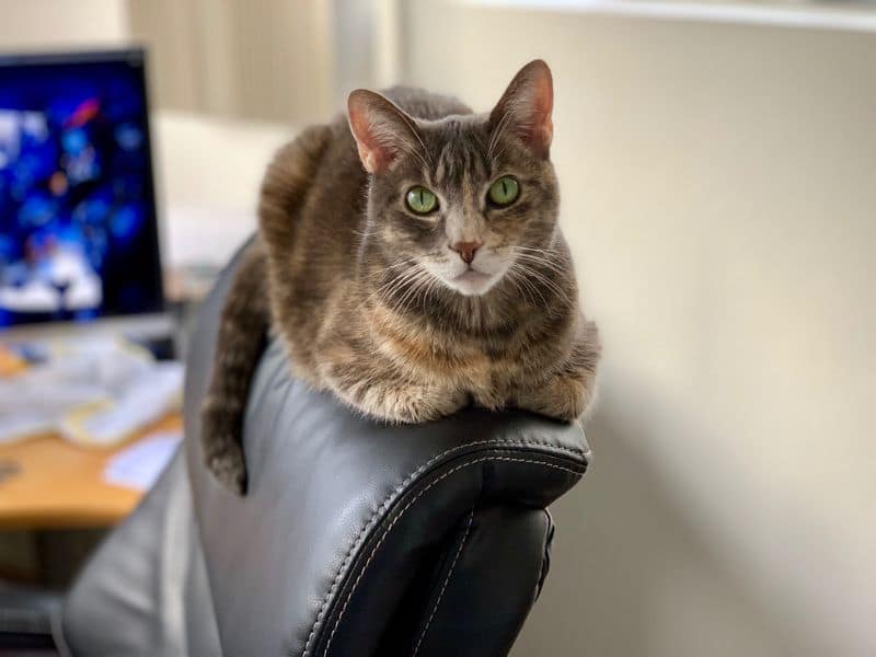 狗媽媽愛犬美容