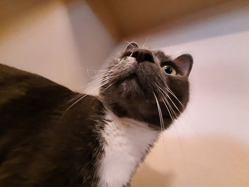 狗狗讚寵物美容