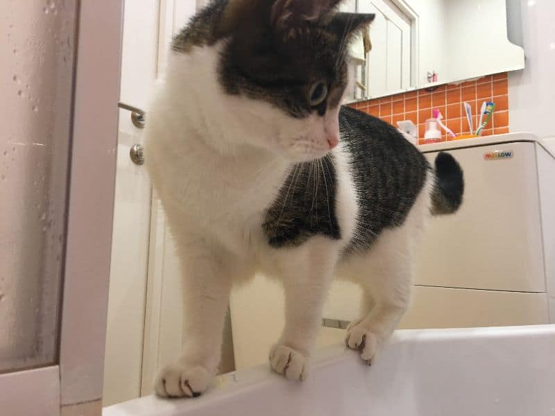 禾拾寵你企業社