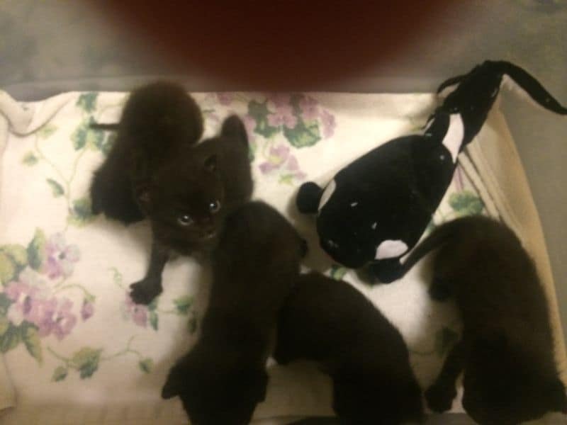 秋味犬教育工作室