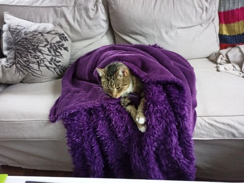 第一堡邊境犬舍