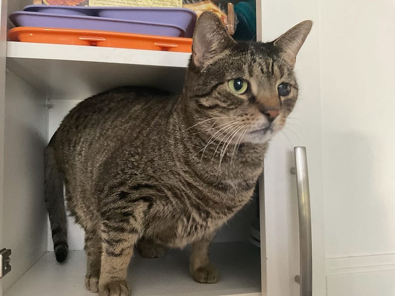 米特寵物美容旅店