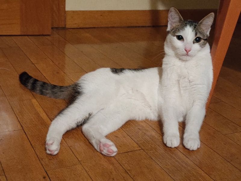 維緹寵物有限公司分店