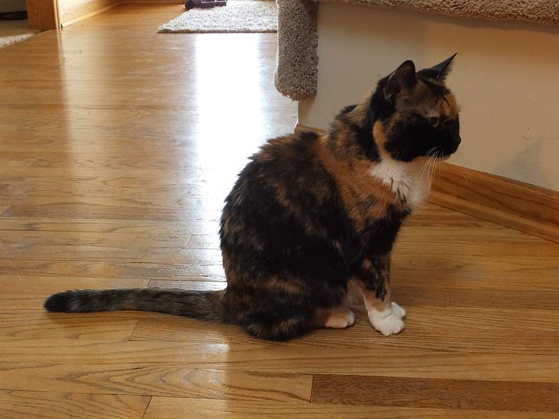 美力生寵物生活館