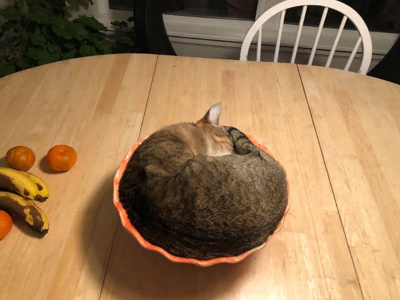 美美狗寵物美容館