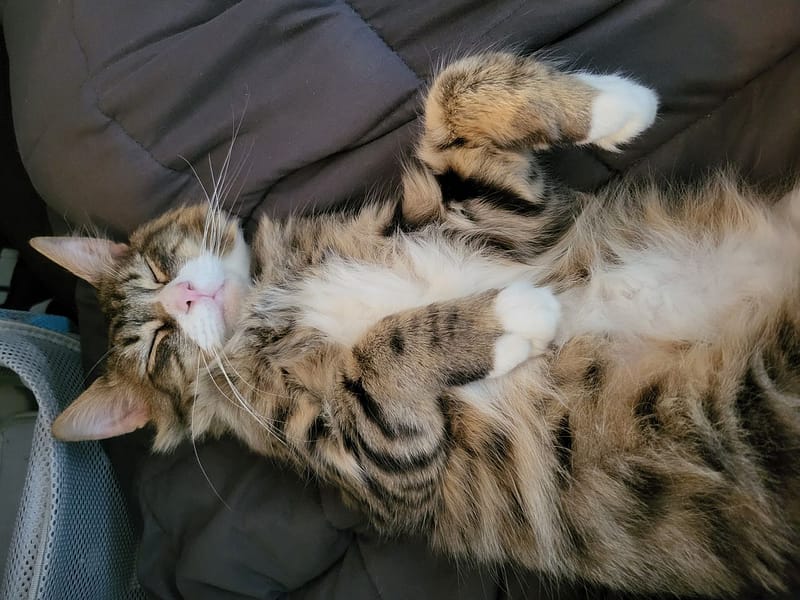 芙福貓舍企業社