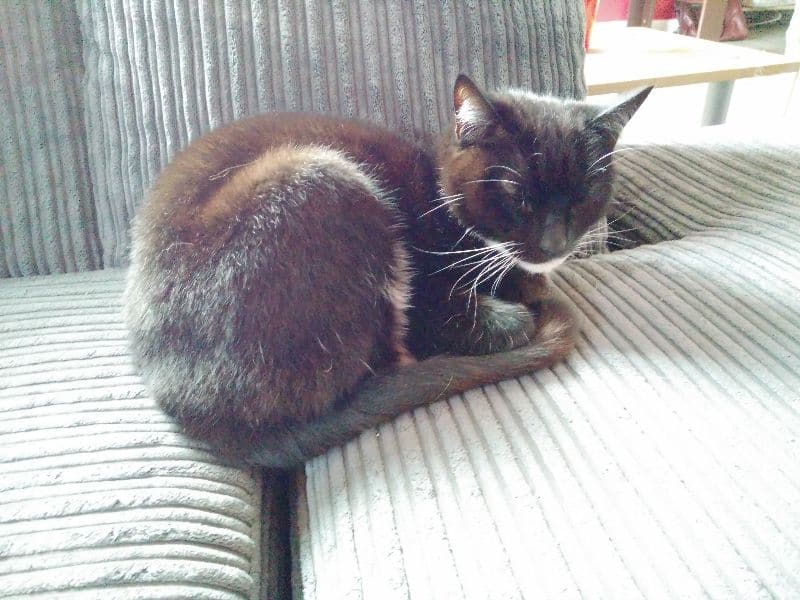 芮哲木緬因大貓舍