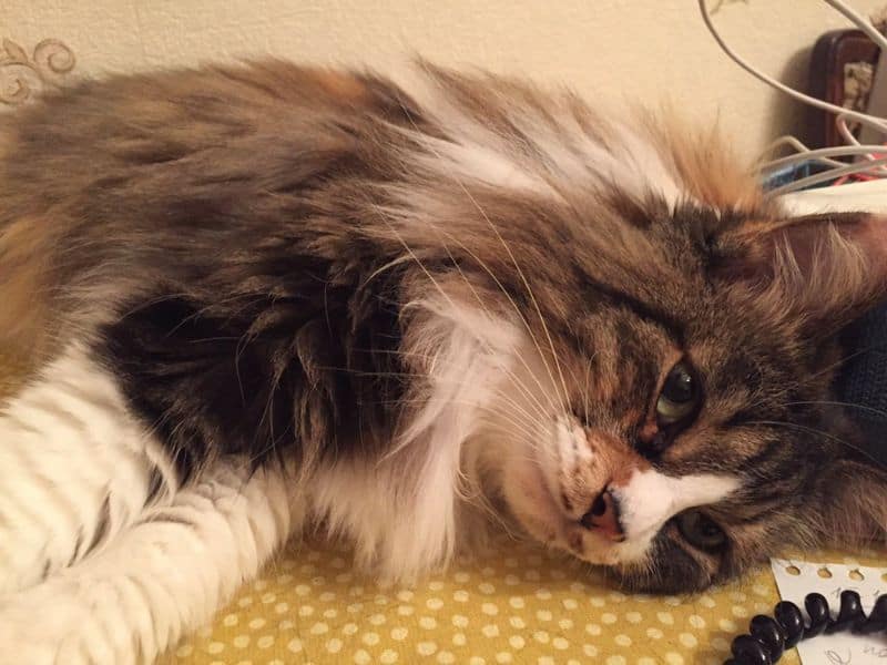 草妮瑪寵物美容