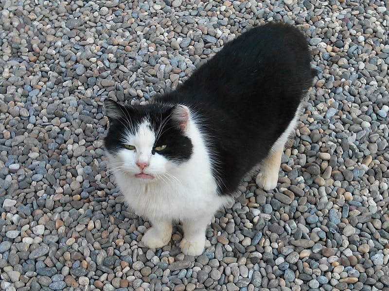 萬達寵物事業股份有限公司淡水中正分公司