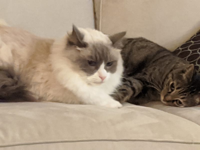 藍眼睛布偶貓舍