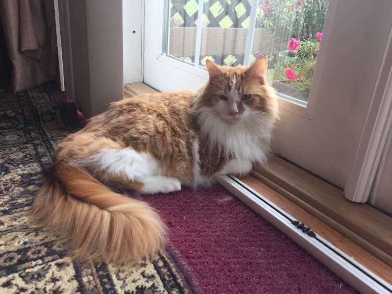 貝比樂園寵物生活館