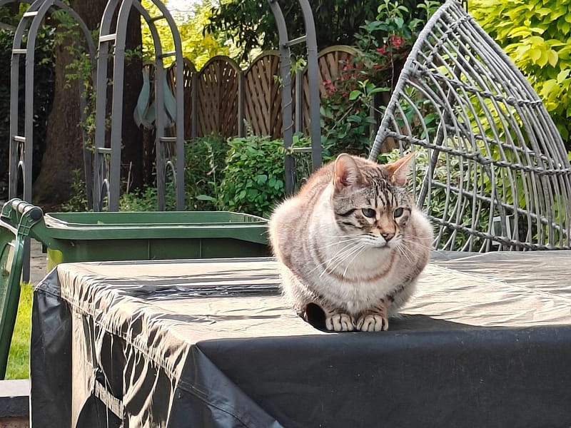 趴趴狗寵物犬舍