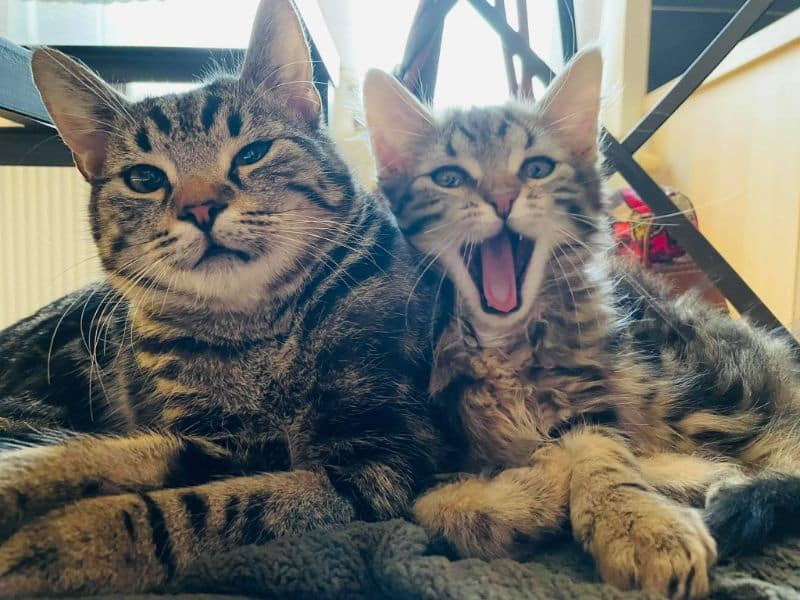 酷寶貝寵物美容工作坊