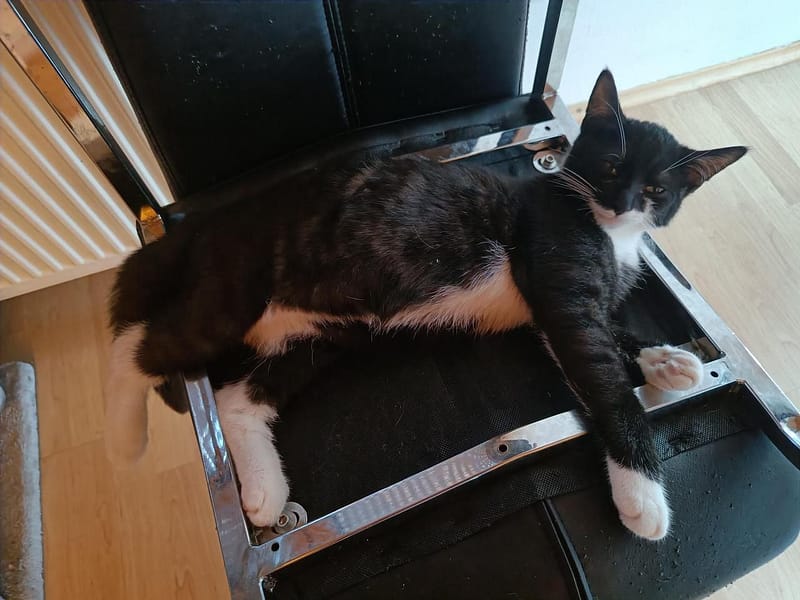 鑫嘉福寵物生活館