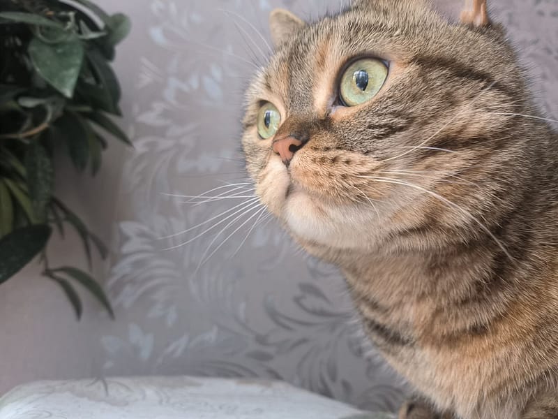 長毛寵物用品美容